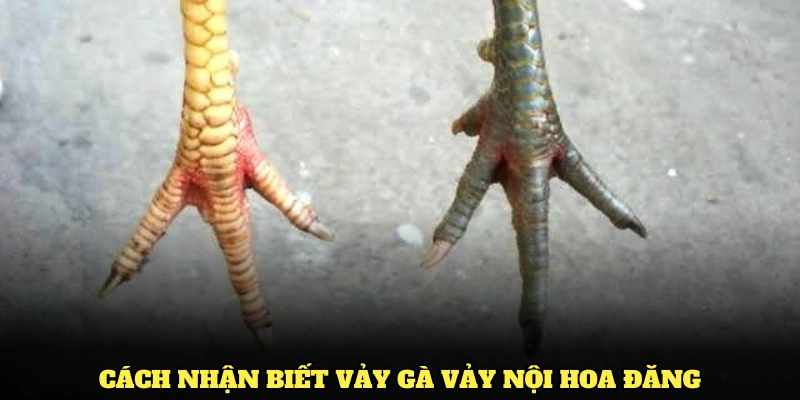 Một số cách nhận biết vảy gà vảy nội hoa đăng cơ bản