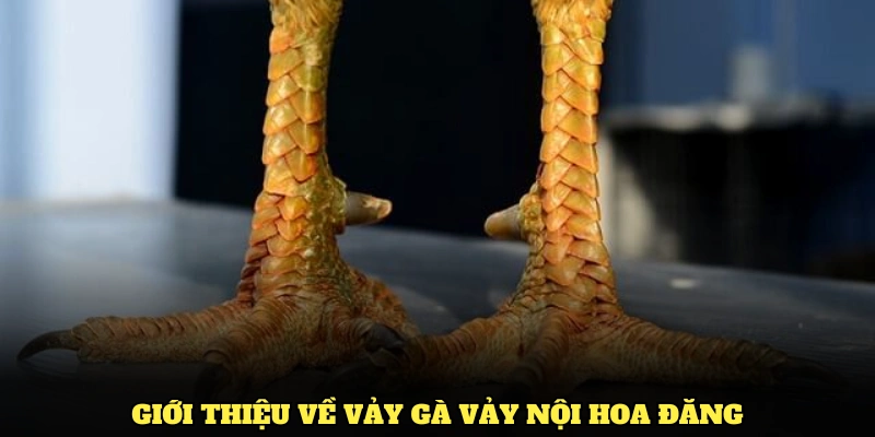 Giới thiệu về vảy gà vảy nội hoa đăng cùng các điểm khác biệt