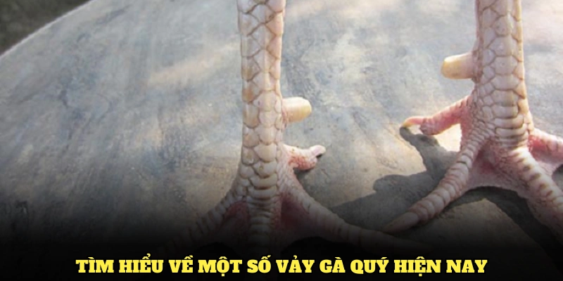 Tìm hiểu về một số vảy gà quý hiện nay