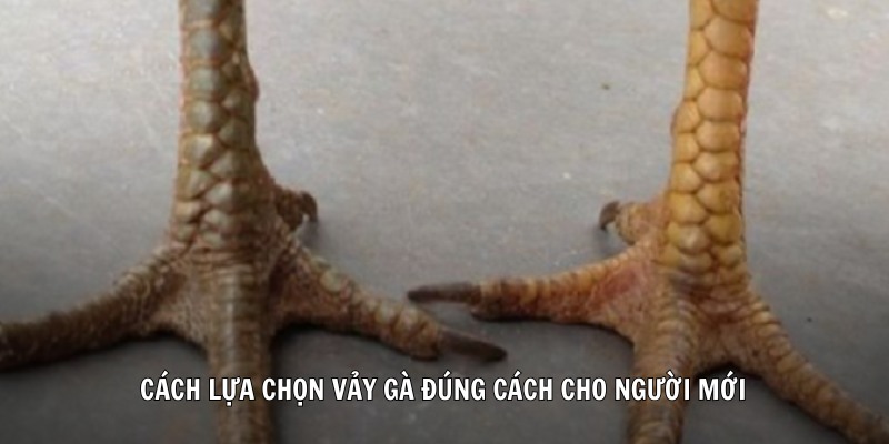 Cách lựa chọn vảy gà đúng cách cho người mới