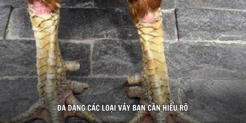 Đa dạng các loại vảy bạn cần hiểu rõ