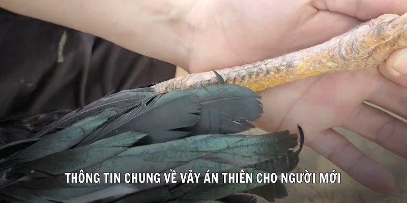 Thông tin chung về vảy án thiên cho người mới