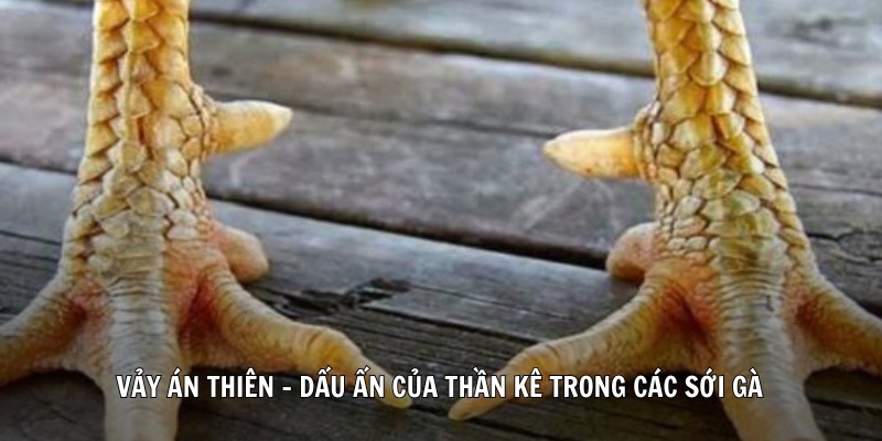 Vảy Án Thiên – Dấu Ấn Của Thần Kê Trong Các Sới Gà