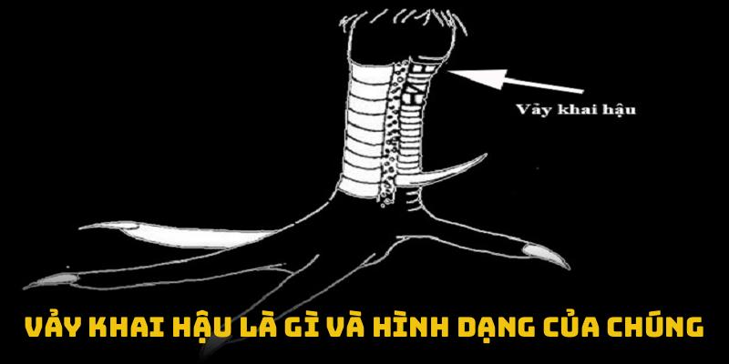 Vảy khai hậu là gì và hình dạng của chúng