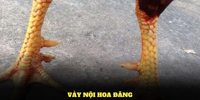 Tìm Hiểu Về Vảy Nội Hoa Đăng Và Những Đặc Điểm Thú Vị