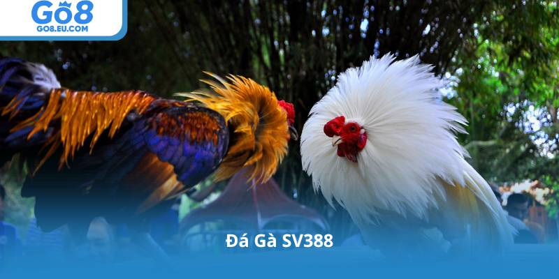 Đá Gà SV388: Trải Nghiệm Đấu Trường Kịch Tính Bậc Nhất Châu Á