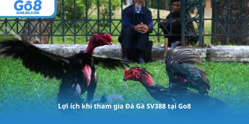 Lợi ích khi tham gia Đá Gà SV388 tại Go8