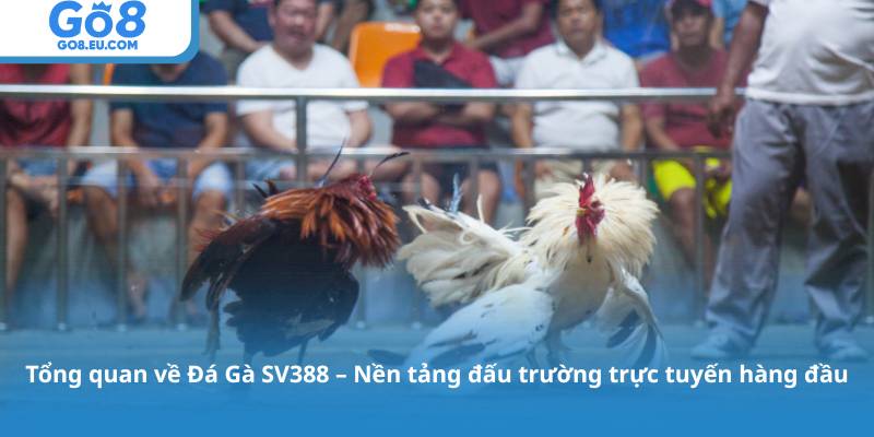 Tổng quan về Đá Gà SV388 – Nền tảng đấu trường trực tuyến hàng đầu